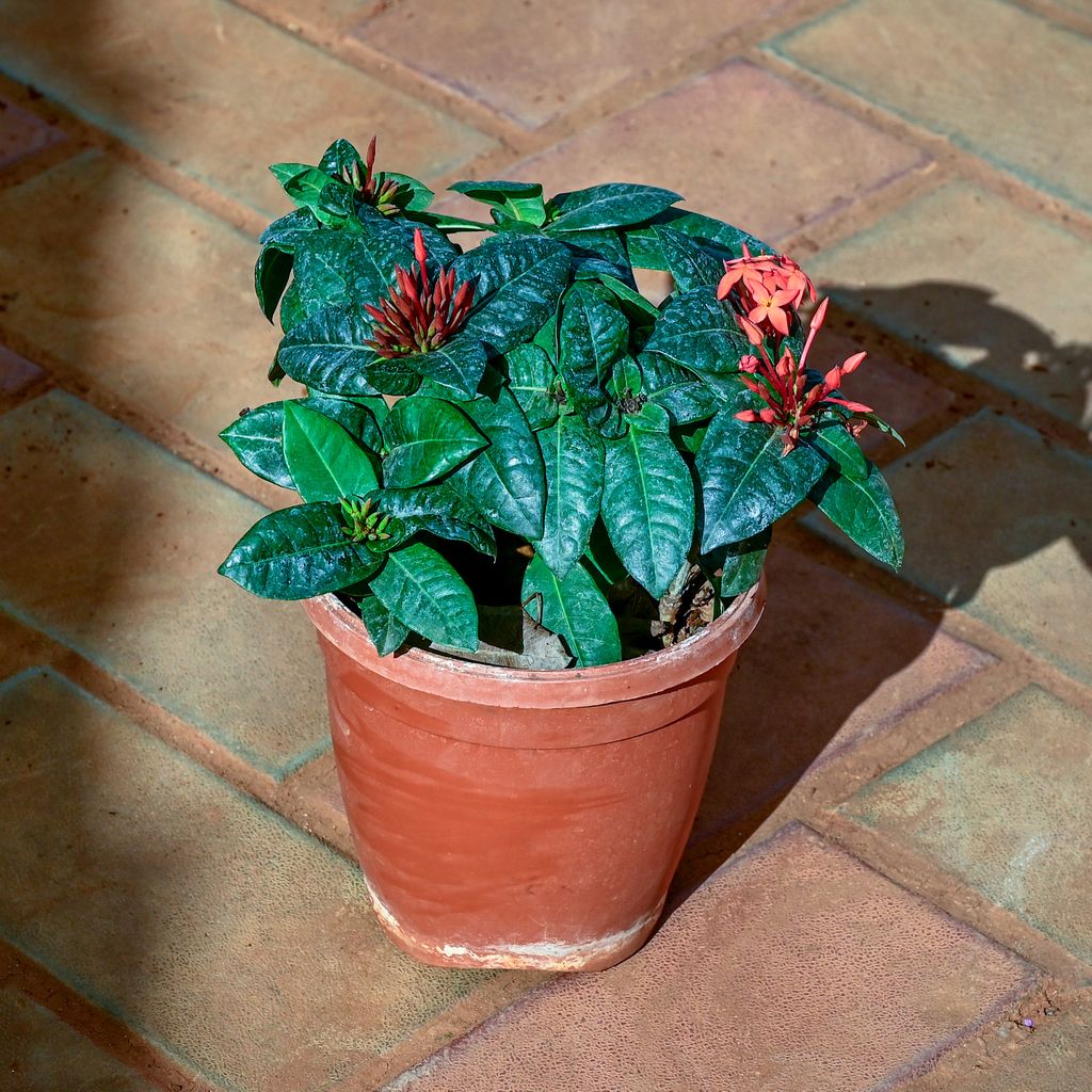Buy Ixora (any colour) in 5 Inch Nursery Pot Online | Urvann.com Ixora (any colour) in 5 Inch Nursery Pot