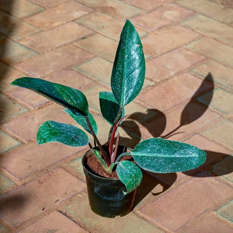 Rubber King in 5 Inch Nursery Pot