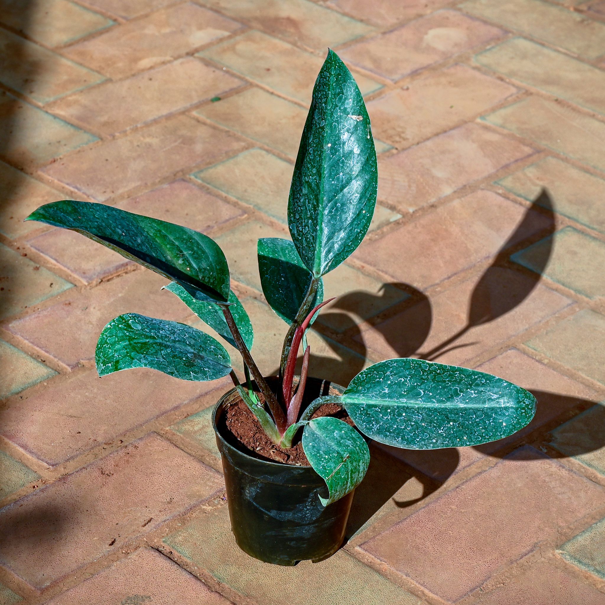 Rubber King in 5 Inch Nursery Pot