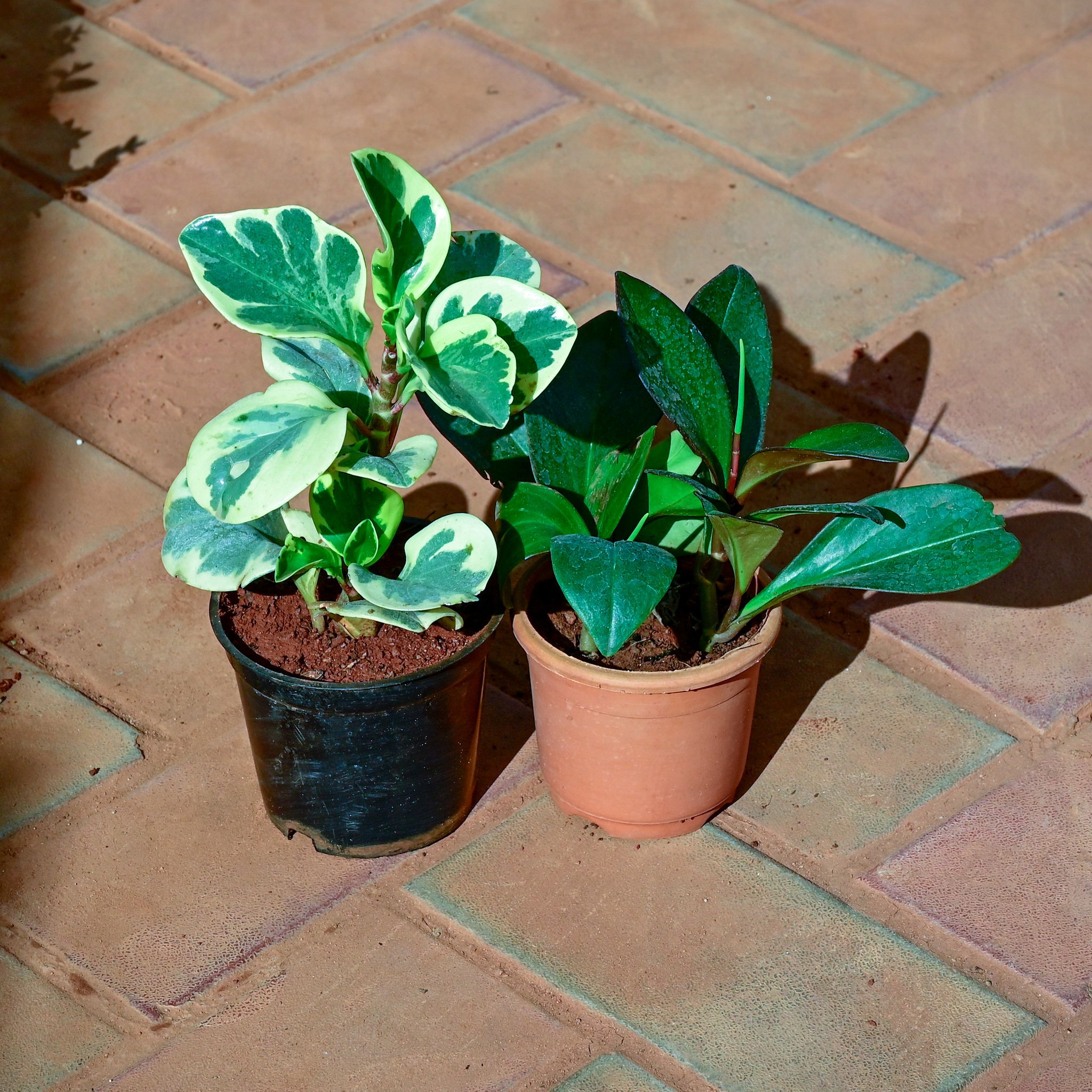 Set of 2 - Peperomia (Black & Variegated) in 4 Inch Nursery Pot