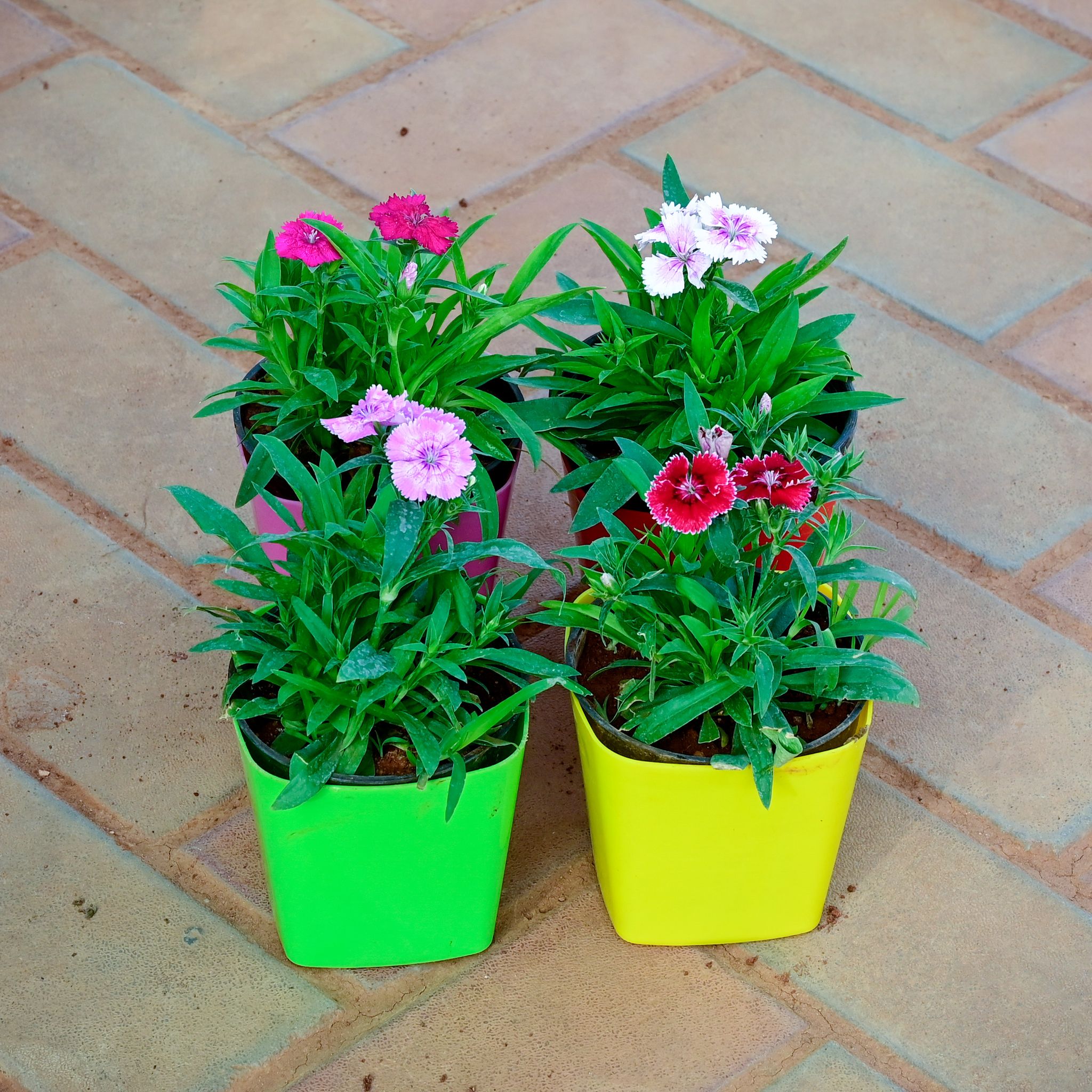 Set of 4 - Dianthus (Red, White Light & Dark Pink) in 4 Inch Premium Square Plastic Pot (any colour)