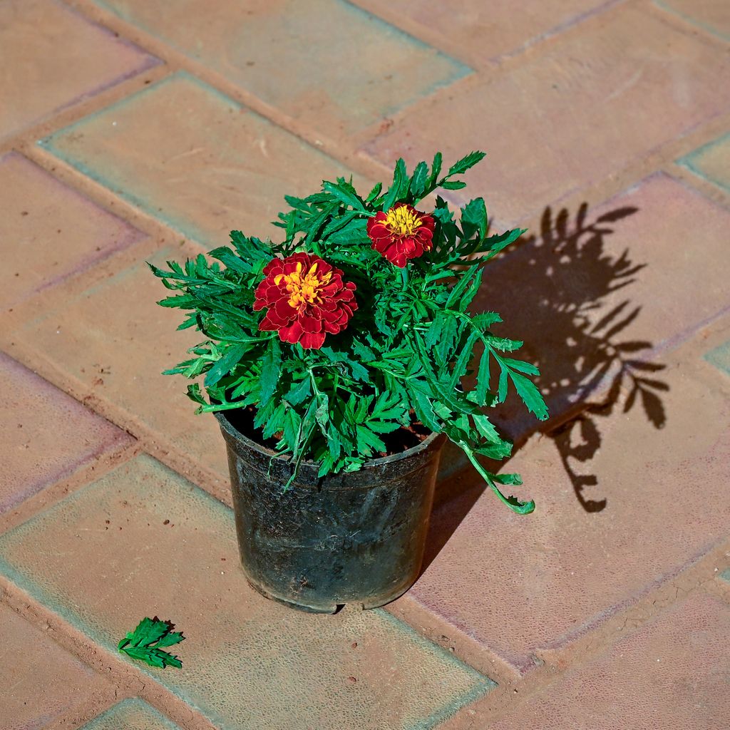 Marigold / Genda Jafri Red in 4 Inch Nursery Pot