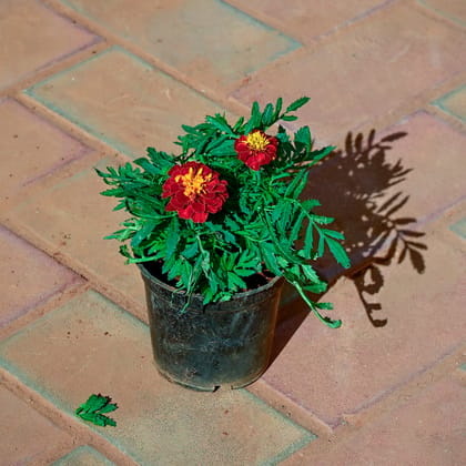Buy Marigold / Genda Jafri Red in 4 Inch Nursery Pot Online | Urvann.com