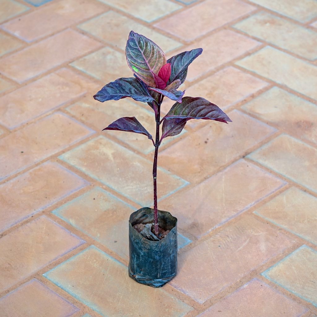 Croton Black in 3 Inch Nursery Bag