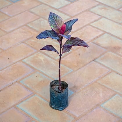 Buy Croton Black in 3 Inch Nursery Bag Online | Urvann.com