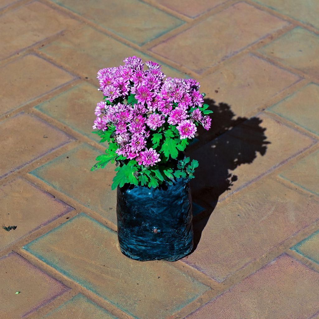 Buy Chrysanthemum / Guldawari / Guldaudi (any colour) in 4 Inch Nursery Bag Online | Urvann.com Chrysanthemum / Guldawari / Guldaudi (any colour) in 4 Inch Nursery Bag