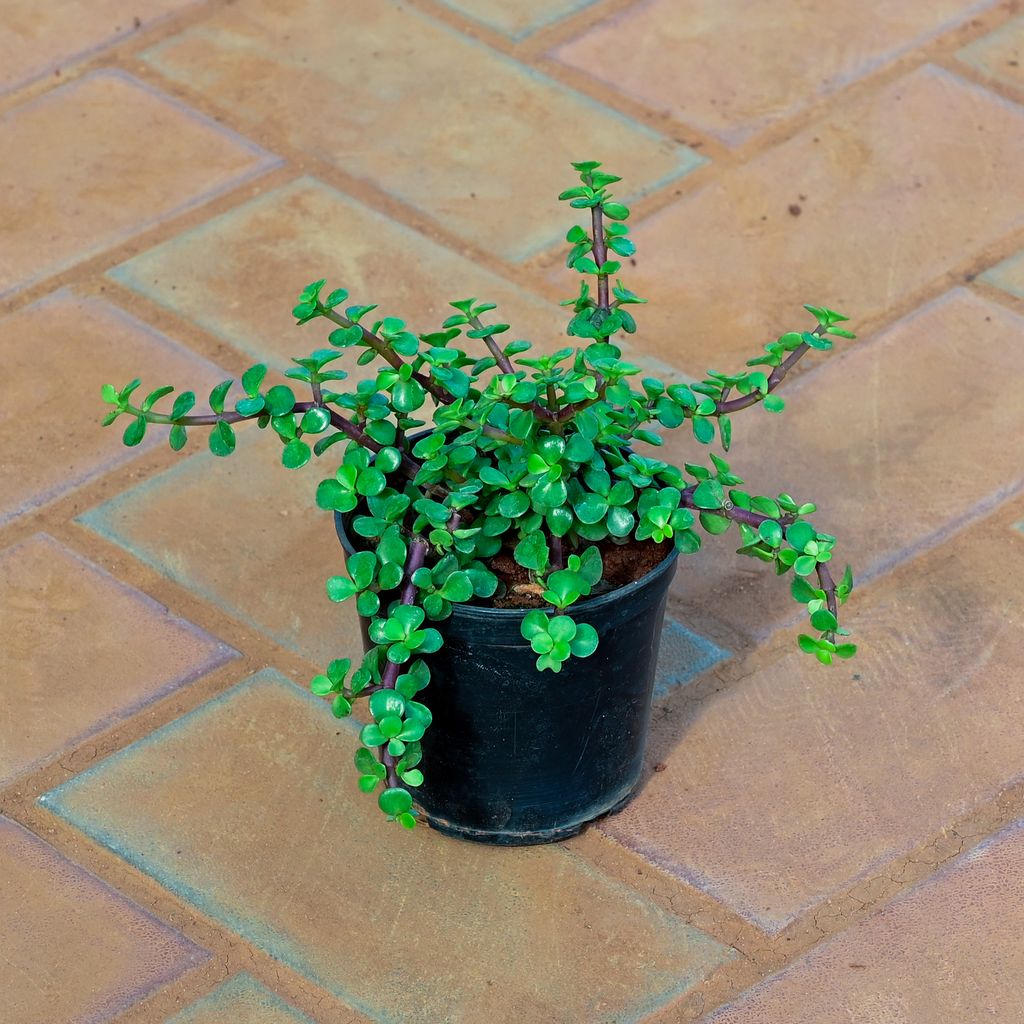 Jade in 4 Inch Nursery Pot