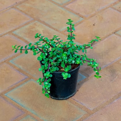 Buy Jade in 4 Inch Nursery Pot Online | Urvann.com
