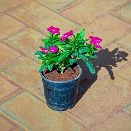 Buy Periwinkle / Vinca / Sadabahar (any colour) in 4 Inch Nursery Pot Online | Urvann.com