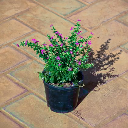 Buy Cuphea / False Heather Pink in 4 Inch Nursery Pot Online | Urvann.com