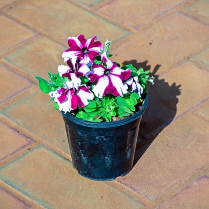 Buy Petunia (Any Colour) in 4 Inch Nursery Pot Online | Urvann.com