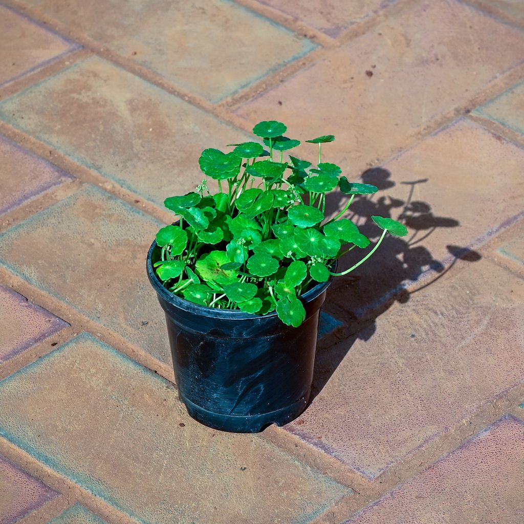 Pennywort / Brahmi Dollar / Coin Plant in 4 Inch Nursery Pot