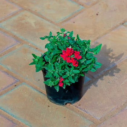 Buy Verbena Red in 4 Inch Nursery Pot Online | Urvann.com