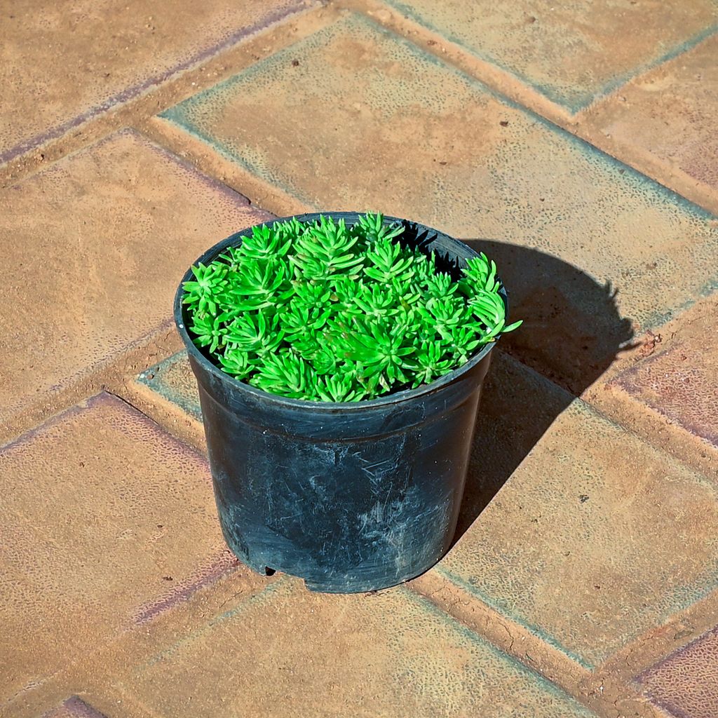 Buy Sedum Green Succulent in 4 Inch Nursery Pot Online | Urvann.com Sedum Green Succulent in 4 Inch Nursery Pot