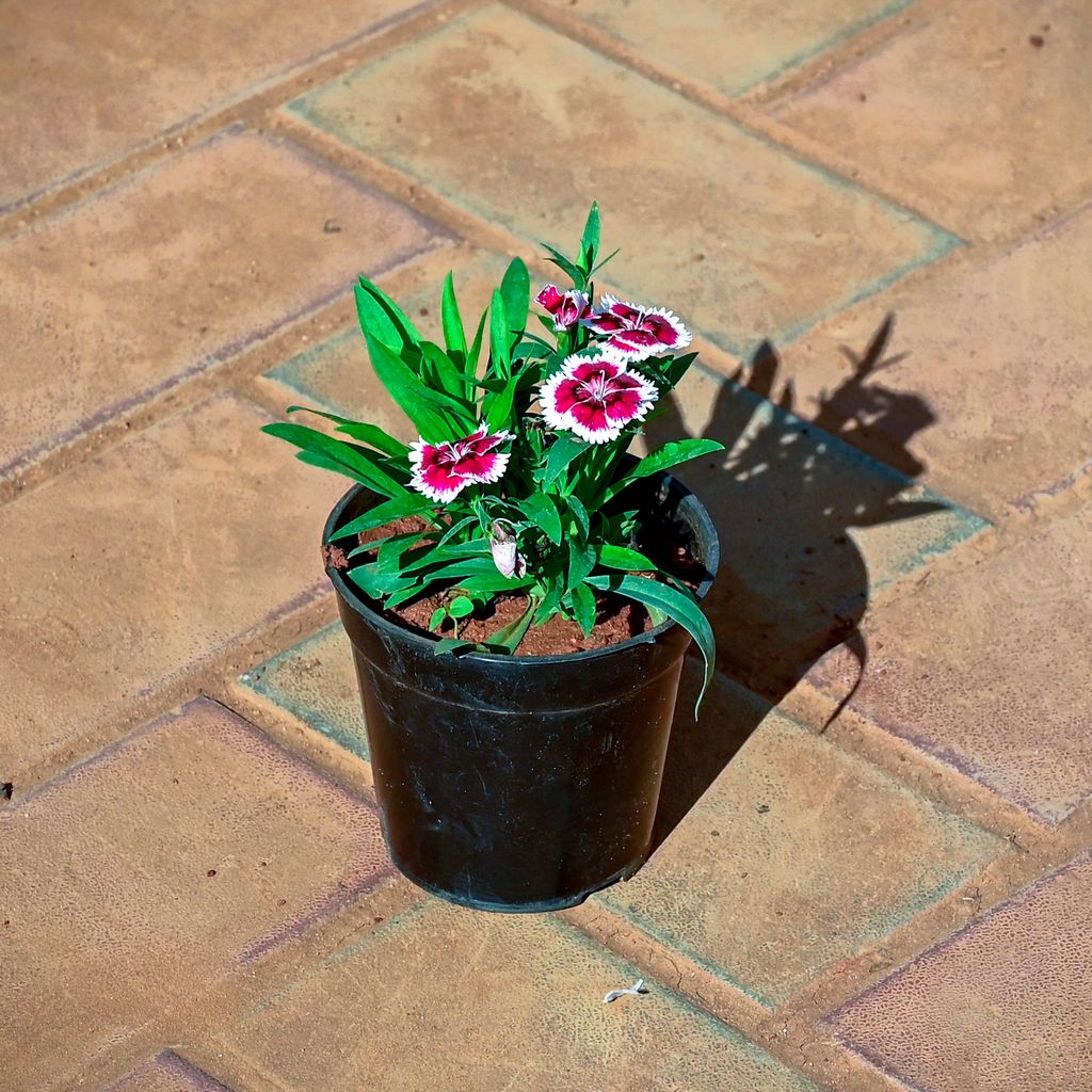 Dianthus (Any Colour) in 4 Inch Nursery Pot