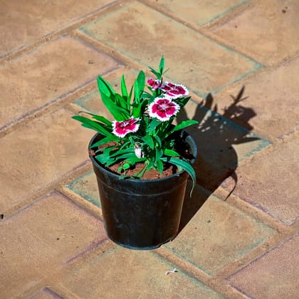Buy Dianthus (Any Colour) in 4 Inch Nursery Pot Online | Urvann.com