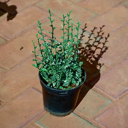 Buy Hypoestes / Polka Dot Green White in 4 Inch Nursery Pot Online | Urvann.com