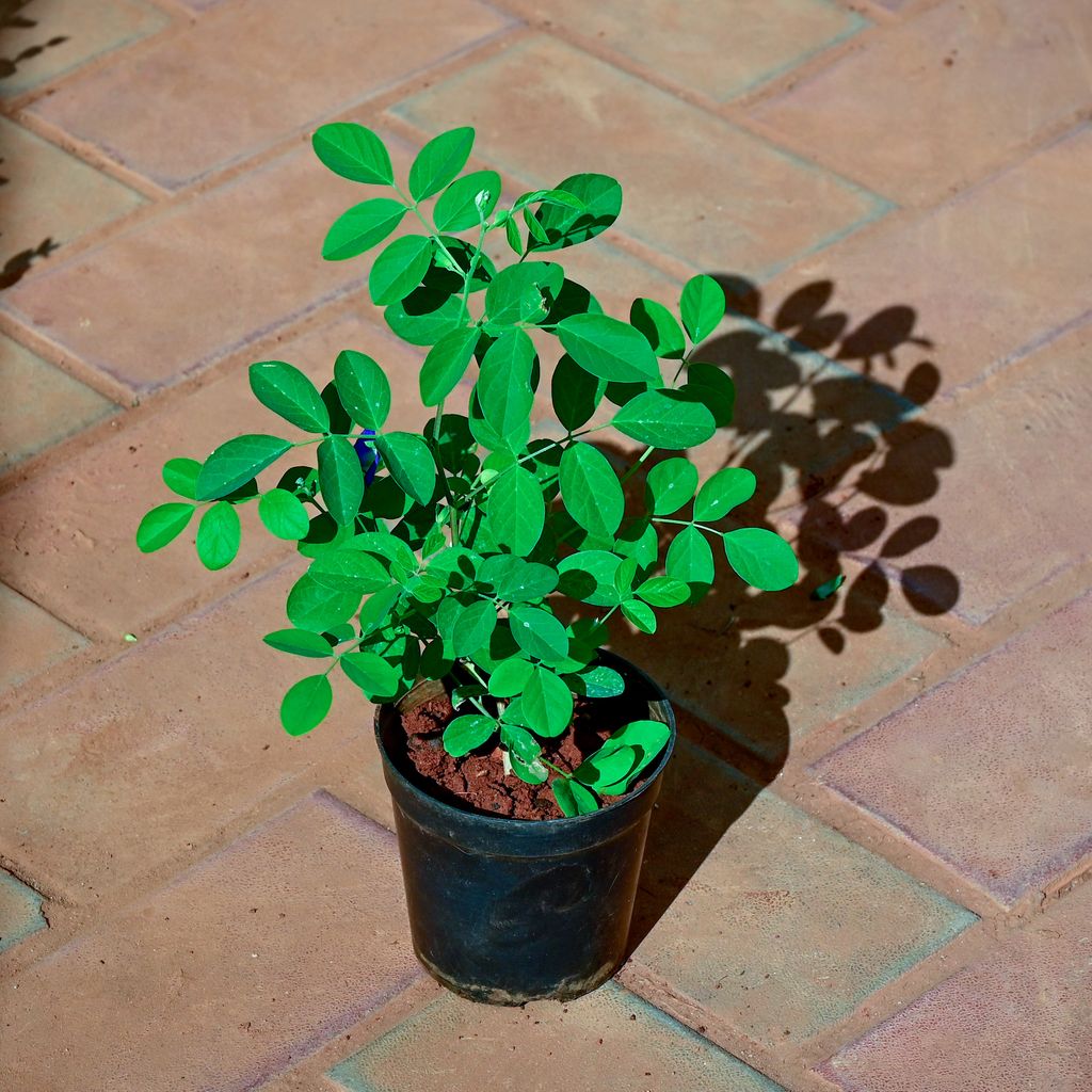 Harsingar / Parijaat (any colour) in 4 Inch Nursery Pot