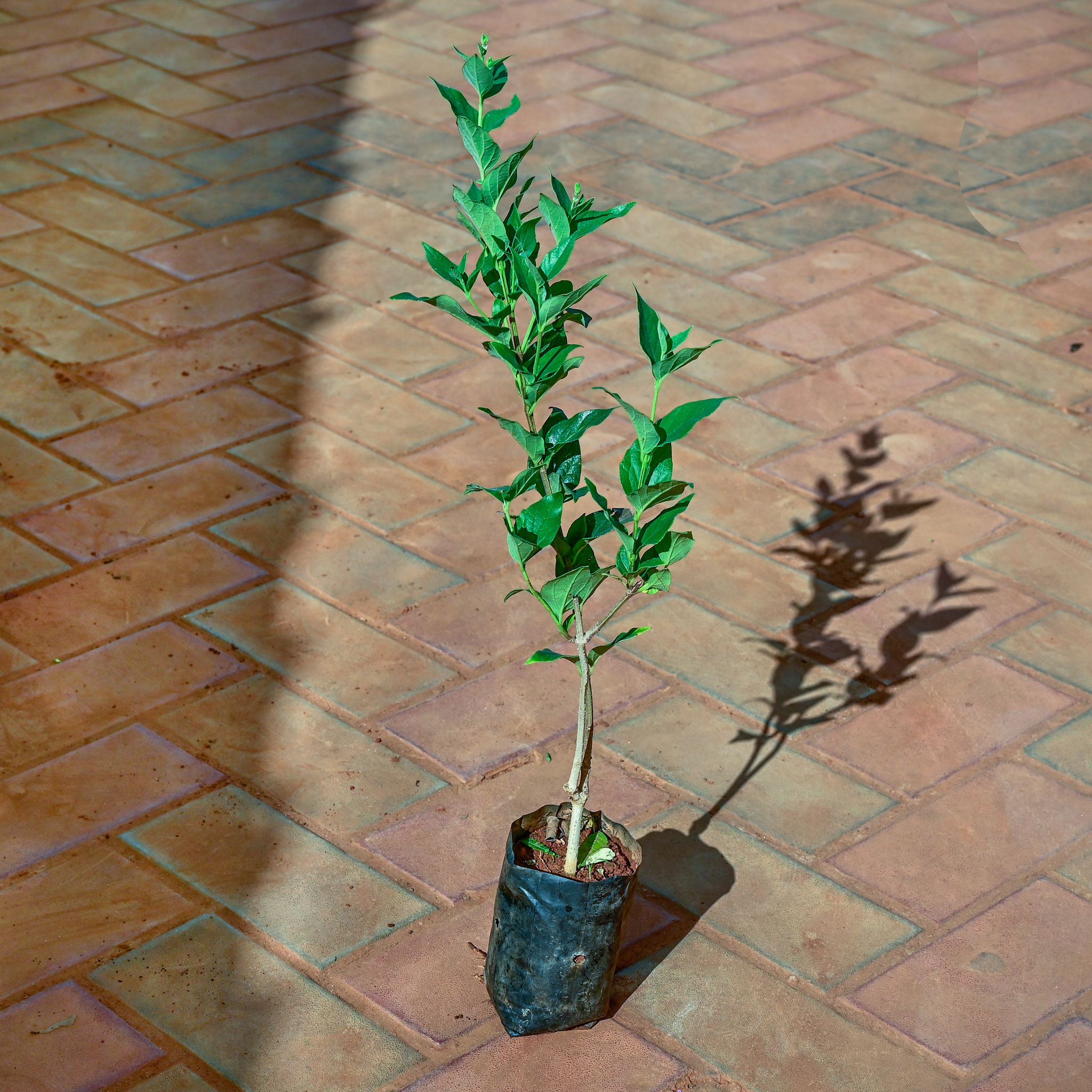 Harsingar / Parijaat (any colour) in 3 Inch Nursery Bag