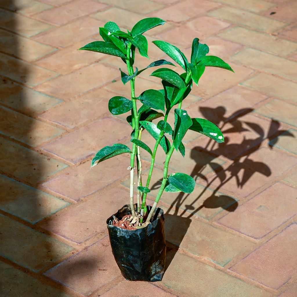 Buy Sugar Plant in 4 Inch Nursery Bag Online | Urvann.com Sugar Plant in 4 Inch Nursery Bag