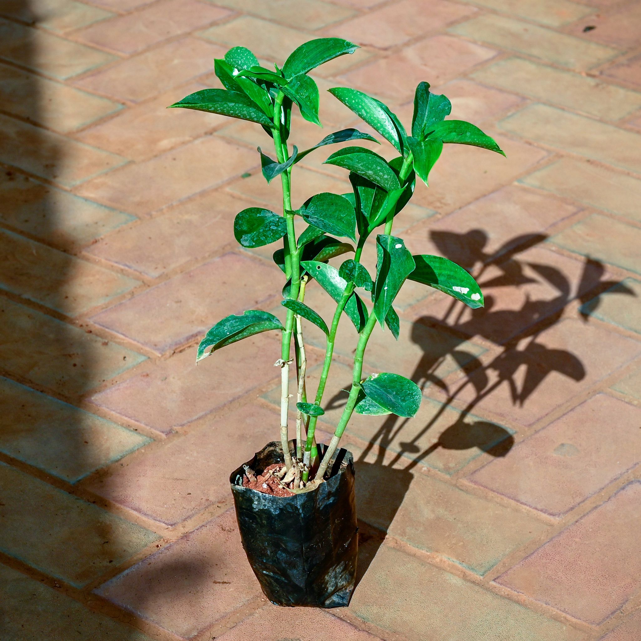 Sugar Plant in 4 Inch Nursery Bag