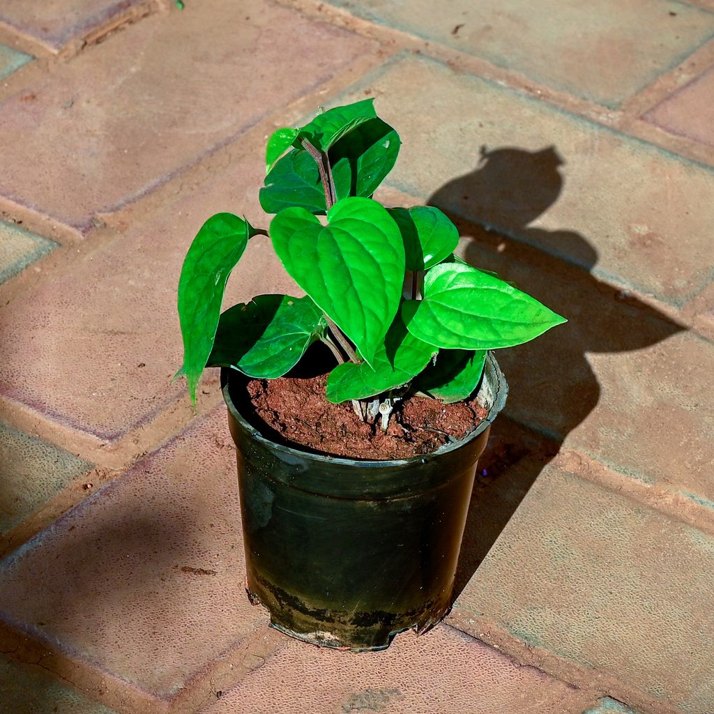 Paan / Betel Leaf  in 4 Inch Nursery Pot