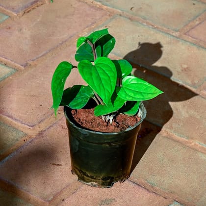 Buy Paan / Betel Leaf  in 4 Inch Nursery Pot Online | Urvann.com