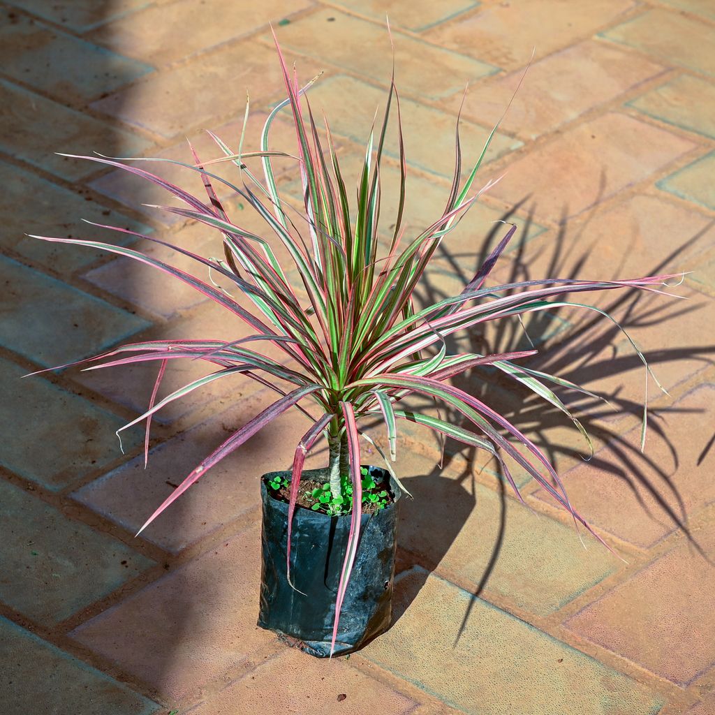 Buy Dracaena Colorama Red in 4 Inch Nursery Bag Online | Urvann.com Dracaena Colorama / Marginata Red in 4 Inch Nursery Bag