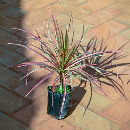 Buy Dracaena Colorama Red in 4 Inch Nursery Bag Online | Urvann.com