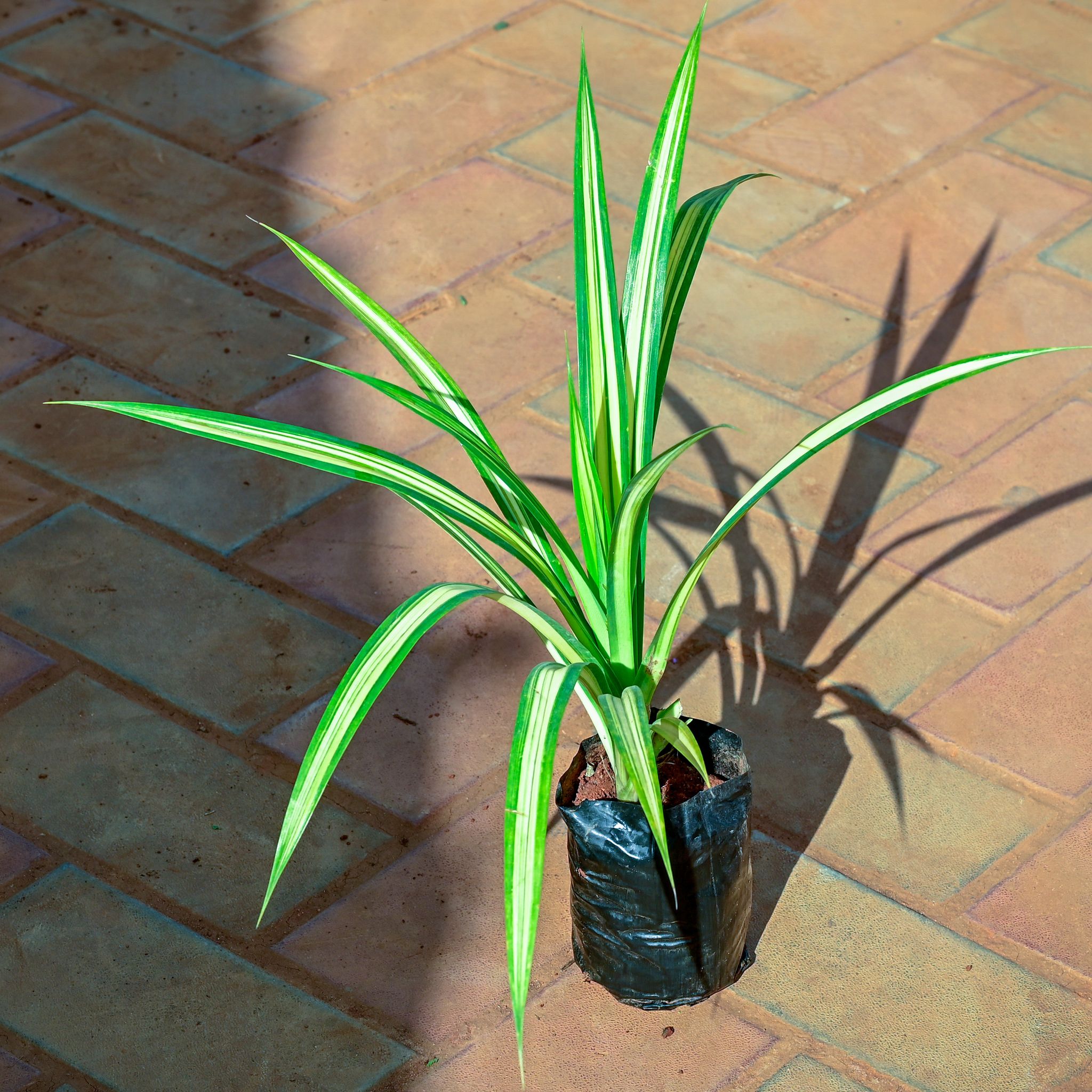 Pandanus / Screwpine Yellow in 4 Inch Nursery Bag