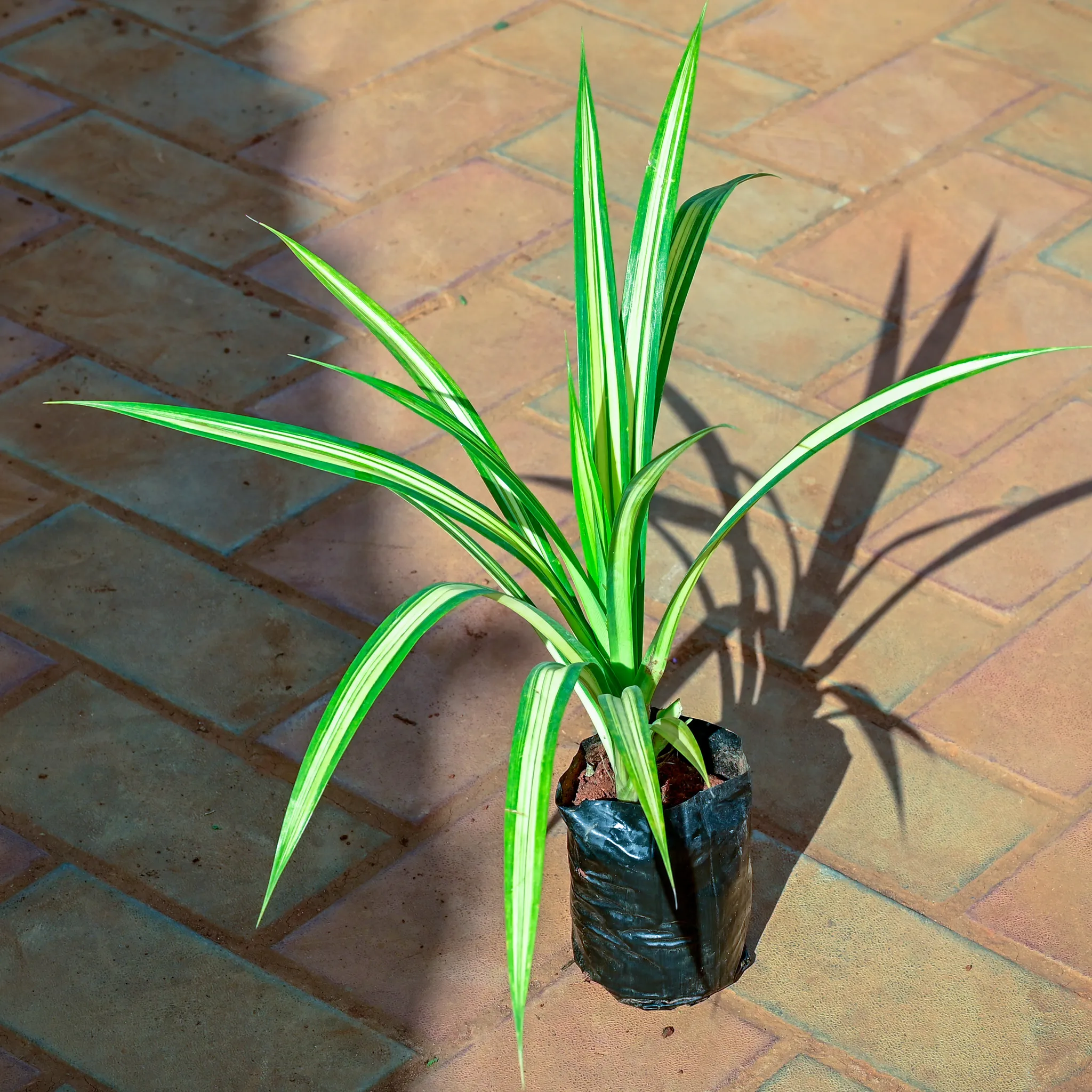 Pandanus / Screwpine Yellow in 4 Inch Nursery Bag
