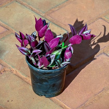 Buy Wandering Jew in 5 Inch Nursery Pot Online | Urvann.com