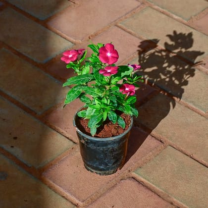 Buy Periwinkle / Vinca / Sadabahar Pink in 4 Inch Nursery Pot Online | Urvann.com
