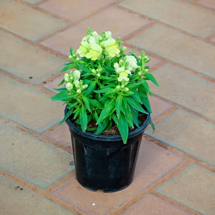 Buy Antirrhinum Majus (Snapdragon) / Dog Flower Yellow in 4 Inch Nursery Pot Online | Urvann.com