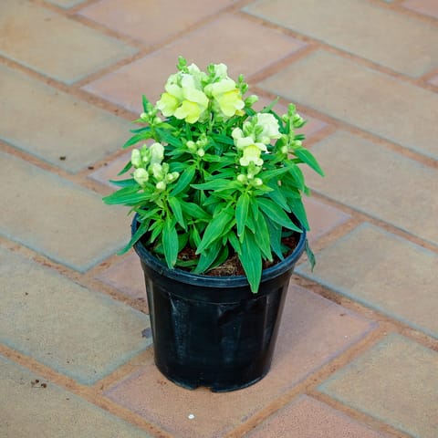 Antirrhinum Majus (Snapdragon) / Dog Flower Yellow in 4 Inch Nursery Pot