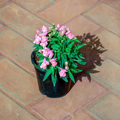 Buy Antirrhinum Majus (Snapdragon) / Dog Flower Pink in 4 Inch Nursery Pot Online | Urvann.com