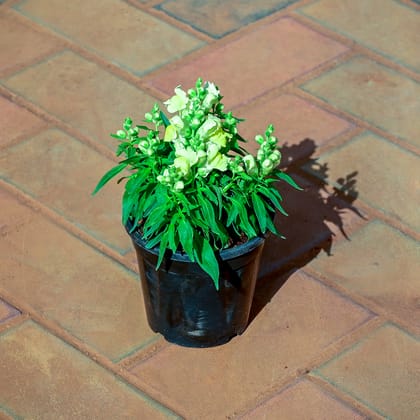 Buy Antirrhinum Majus (Snapdragon) / Dog Flower (any colour) in 4 Inch Nursery Pot Online | Urvann.com