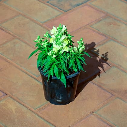 Buy Antirrhinum Majus (Snapdragon) / Dog Flower (any colour) in 4 Inch Nursery Pot Online | Urvann.com