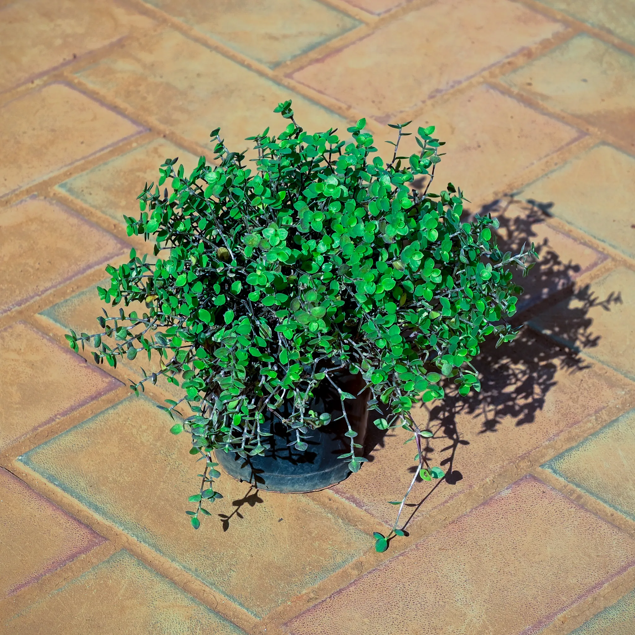 Turtle Vine in 4 Inch Nursery Pot