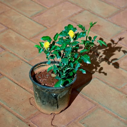 Buy Rose Desi Yellow in 6 Inch Nursery Pot Online | Urvann.com