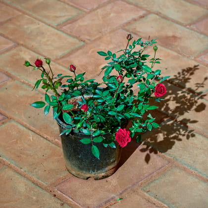 Buy Rose Desi Red in 6 Inch Nursery Pot Online | Urvann.com