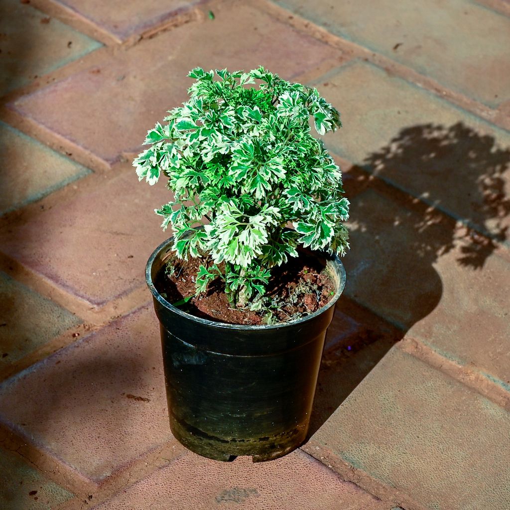 Aralia White in 4 Inch Nursery Pot