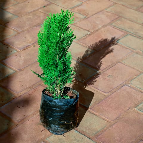 Mor Pankhi in 4 Inch Nursery Bag