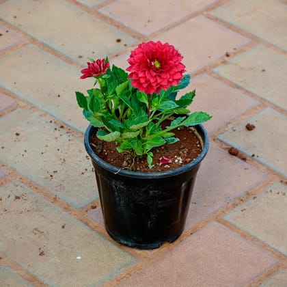 Buy Dahlia (any colour) in 5 Inch Nursery Pot Online | Urvann.com