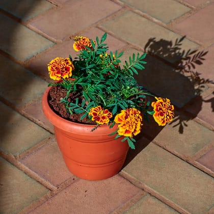 Buy Marigold / Genda Jafri Orange in 7 Inch Classy Red Plastic Pot Online | Urvann.com