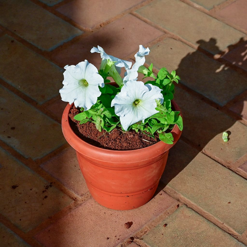 Petunia White in 7 Inch Classy Red Plastic Pot