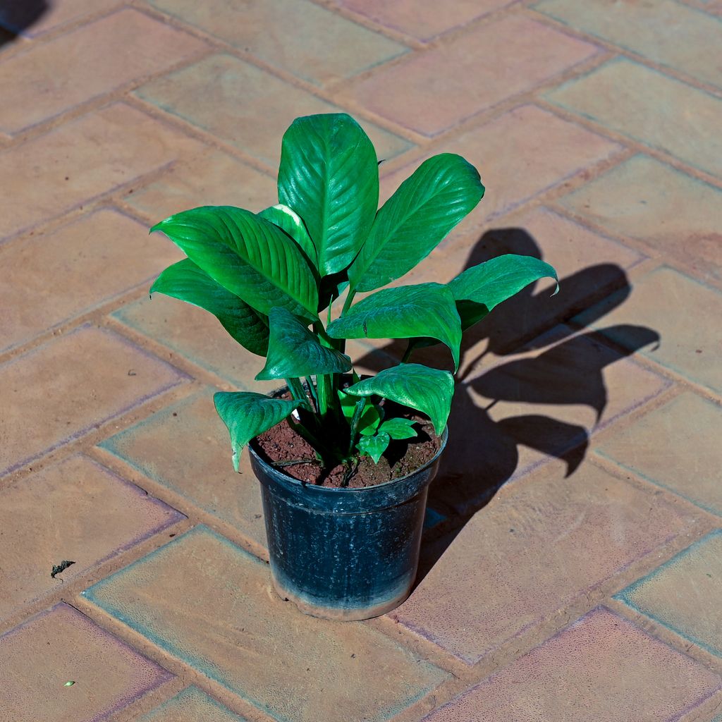 Buy Peace Lily (any colour) in 4 Inch Nursery Pot Online | Urvann.com Peace Lily (any colour) in 4 Inch Nursery Pot