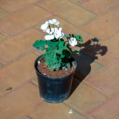 Buy Geranium (Any Colour) in 4 Inch Nursery Pot Online | Urvann.com