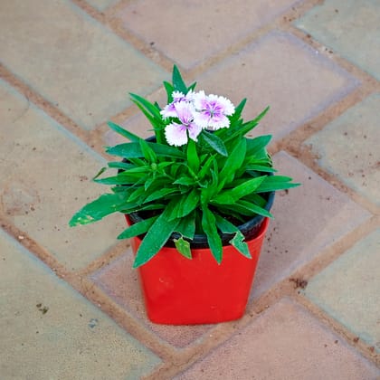 Buy Dianthus White in 4 Inch Premium Square Plastic Pot (any colour) Online | Urvann.com