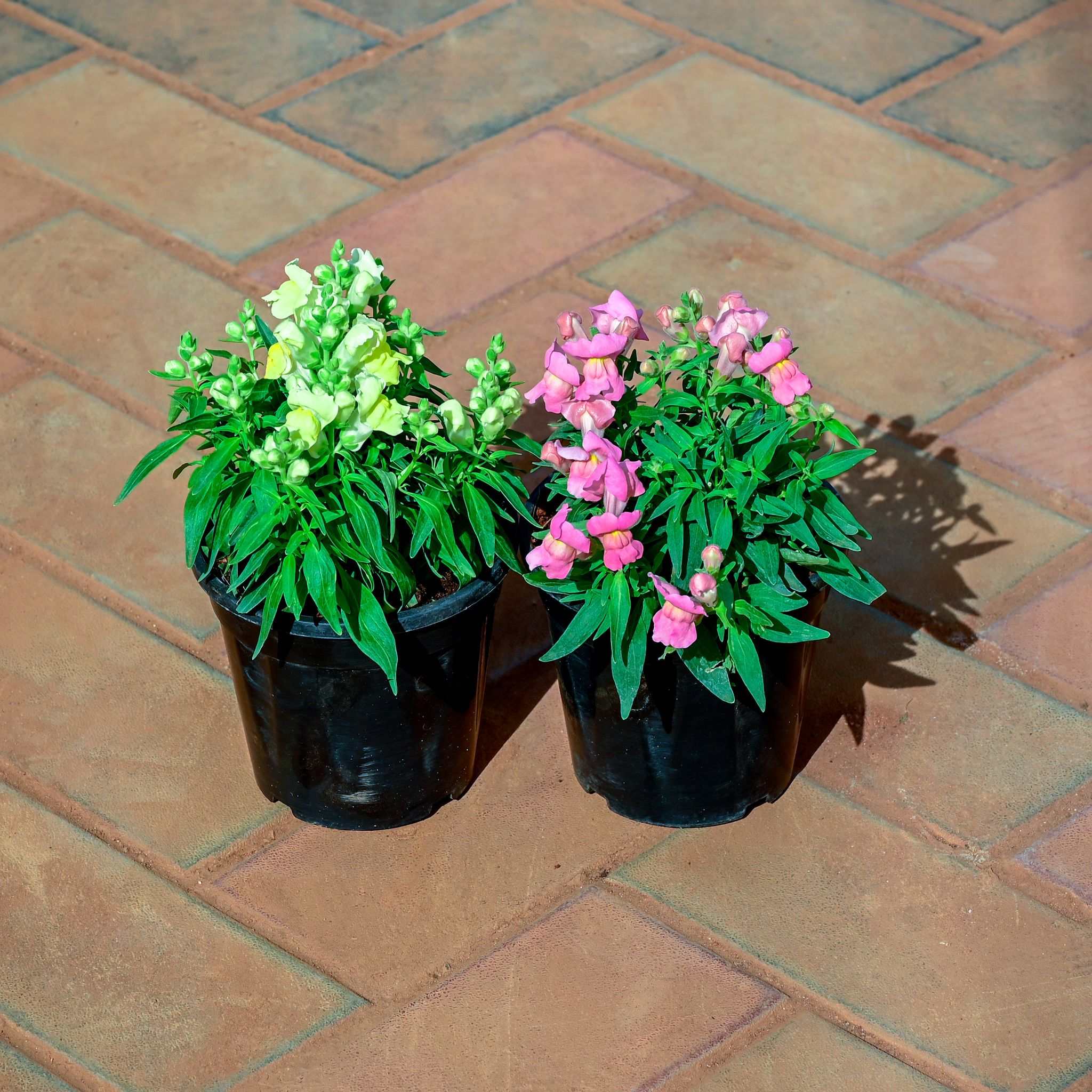 Set of 2 - Antirrhinum Majus (Snapdragon) / Dog Flower (Pink & Yellow) in 4 Inch Nursery Pot